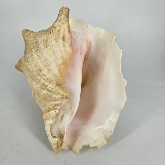 Large Natural Pink Queen Conch Sea Shell Coastal Beach Nautical Decor Tiki 7"x5" - Picture 8 of 13